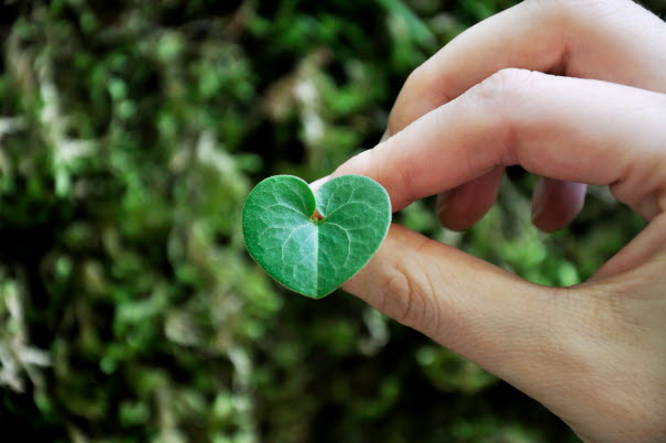 Hand håller i hjärtformat blad. Foto. 
